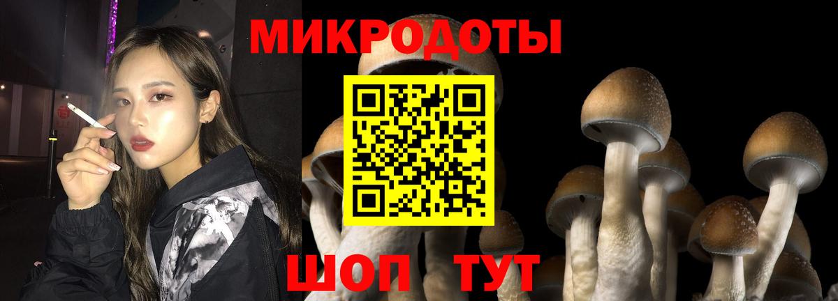 Псилоцибиновые грибы Psilocybine cubensis Мценск